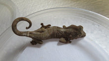 Load image into Gallery viewer, Baby Mossy Prehensile Tailed Gecko aka Chahoua Gecko

