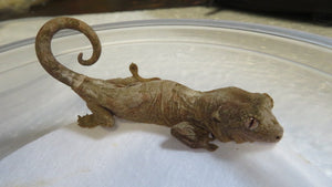 Baby Mossy Prehensile Tailed Gecko aka Chahoua Gecko
