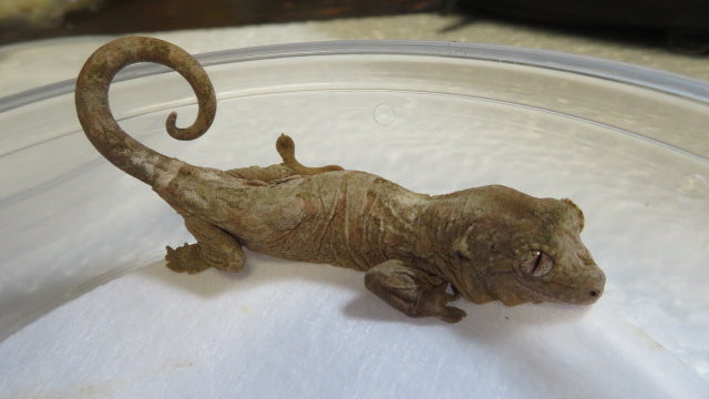 Baby Mossy Prehensile Tailed Gecko aka Chahoua Gecko