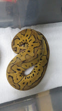 Load image into Gallery viewer, Killer Clown Ball Python B11 Male
