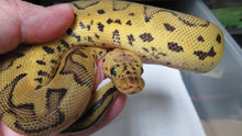 Load image into Gallery viewer, Killer Clown Ball Python B11 Male
