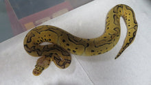 Load image into Gallery viewer, Killer Clown Ball Python D7 Female
