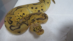 Killer Clown Ball Python D7 Female