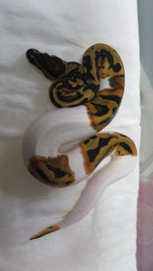 Fire Pied Ball Python aka Pyro Pied