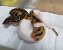 Load image into Gallery viewer, Fire Pied Ball Python aka Pyro Pied
