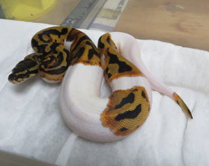 Fire Pied Ball Python aka Pyro Pied