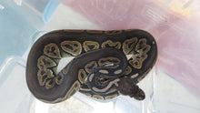 Load image into Gallery viewer, Black Pastel Het pied Female B15
