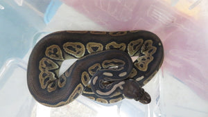 Black Pastel Het pied Female B15