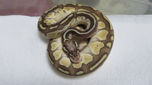 Lesser Female B7