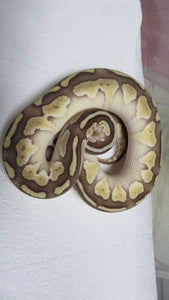 Lesser Female B7