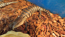 Load image into Gallery viewer, Northern Cross Blue Tongue Skink Babies
