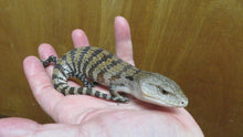Load image into Gallery viewer, Northern Cross Blue Tongue Skink Babies
