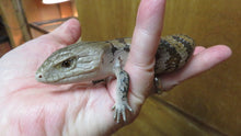 Load image into Gallery viewer, Northern Cross Blue Tongue Skink Babies
