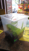 Load image into Gallery viewer, Mourning Gecko (Hawaiian or Yellow Belly)
