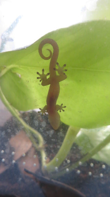 Mourning Gecko (Hawaiian or Yellow Belly)