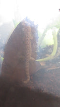 Load image into Gallery viewer, Mourning Gecko (Hawaiian or Yellow Belly)
