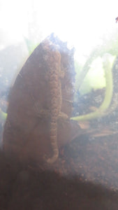 Mourning Gecko (Hawaiian or Yellow Belly)