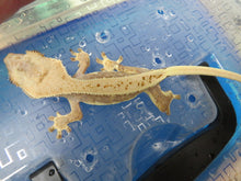 Load image into Gallery viewer, Lilly White CG18
