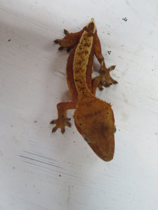 Orange Bi-Color Crested Gecko CG16
