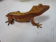 Load image into Gallery viewer, Orange Bi-Color Crested Gecko CG16
