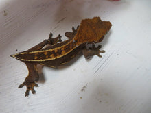 Load image into Gallery viewer, Cappuccino Crested Gecko CG15
