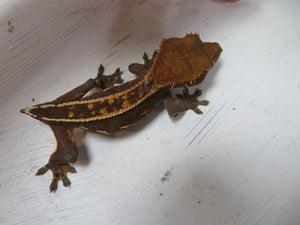 Cappuccino Crested Gecko CG15
