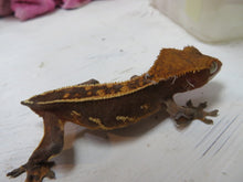 Load image into Gallery viewer, Cappuccino Crested Gecko CG15
