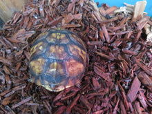 Load image into Gallery viewer, Three Toed Box Turtle
