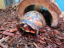 Load image into Gallery viewer, Three Toed Box Turtle
