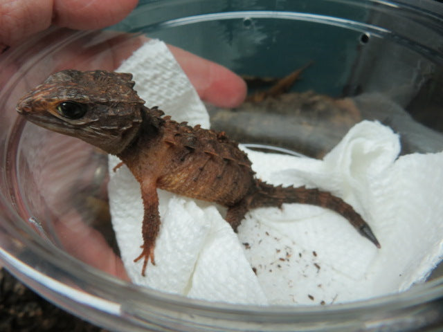 White Eyed Crocodile Skink