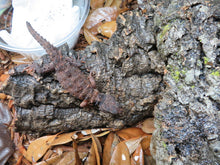 Load image into Gallery viewer, White Eyed Crocodile Skink
