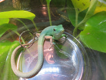 Load image into Gallery viewer, Green Keeled Lizard
