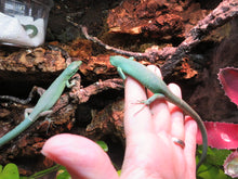 Load image into Gallery viewer, Green Keeled Lizard
