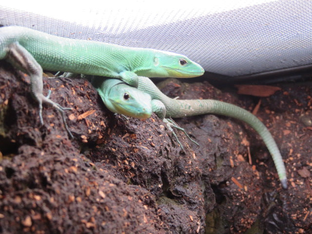 Green Keeled Lizard