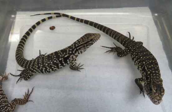 Argentine Black & White Tegu Baby