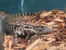 Load image into Gallery viewer, Argentine Black &amp; White Tegu Baby
