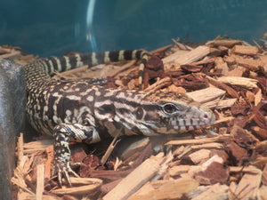Argentine Black & White Tegu Baby