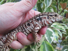 Load image into Gallery viewer, Argentine Red Tegu Baby
