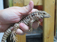Load image into Gallery viewer, Argentine Red Tegu Baby
