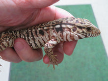 Load image into Gallery viewer, Argentine Red Tegu Baby
