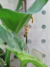 Load image into Gallery viewer, Mourning Gecko (Hawaiian or Yellow Belly)
