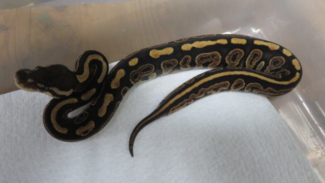 Black Pastel Het pied A4
