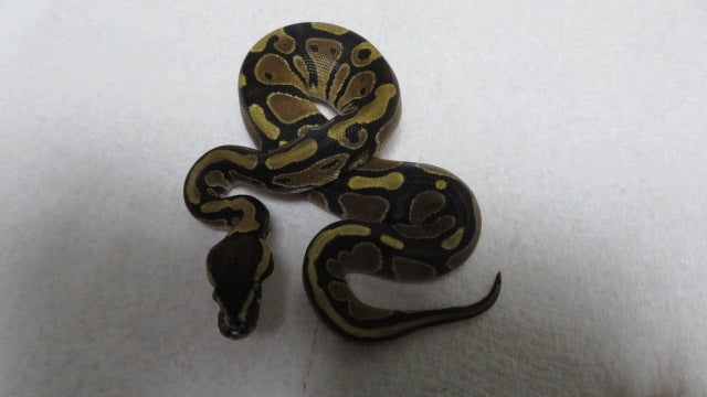 Ball Python A4