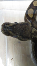 Load image into Gallery viewer, Ball Python Rehome E2

