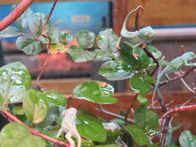 Load image into Gallery viewer, Veiled Chameleon babies Het Pied
