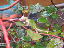 Load image into Gallery viewer, Veiled Chameleon babies Het Pied
