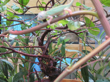 Load image into Gallery viewer, Veiled Chameleon babies Pied
