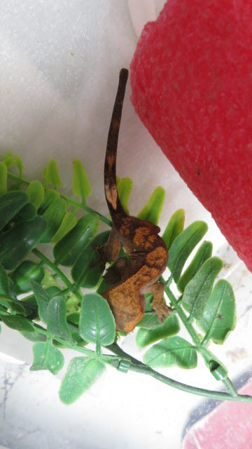 Fancy Crested Gecko CG14