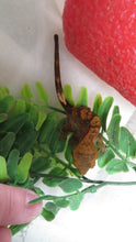 Load image into Gallery viewer, Fancy Crested Gecko CG14
