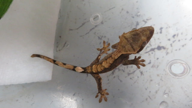 Fancy Crested Gecko CG7
